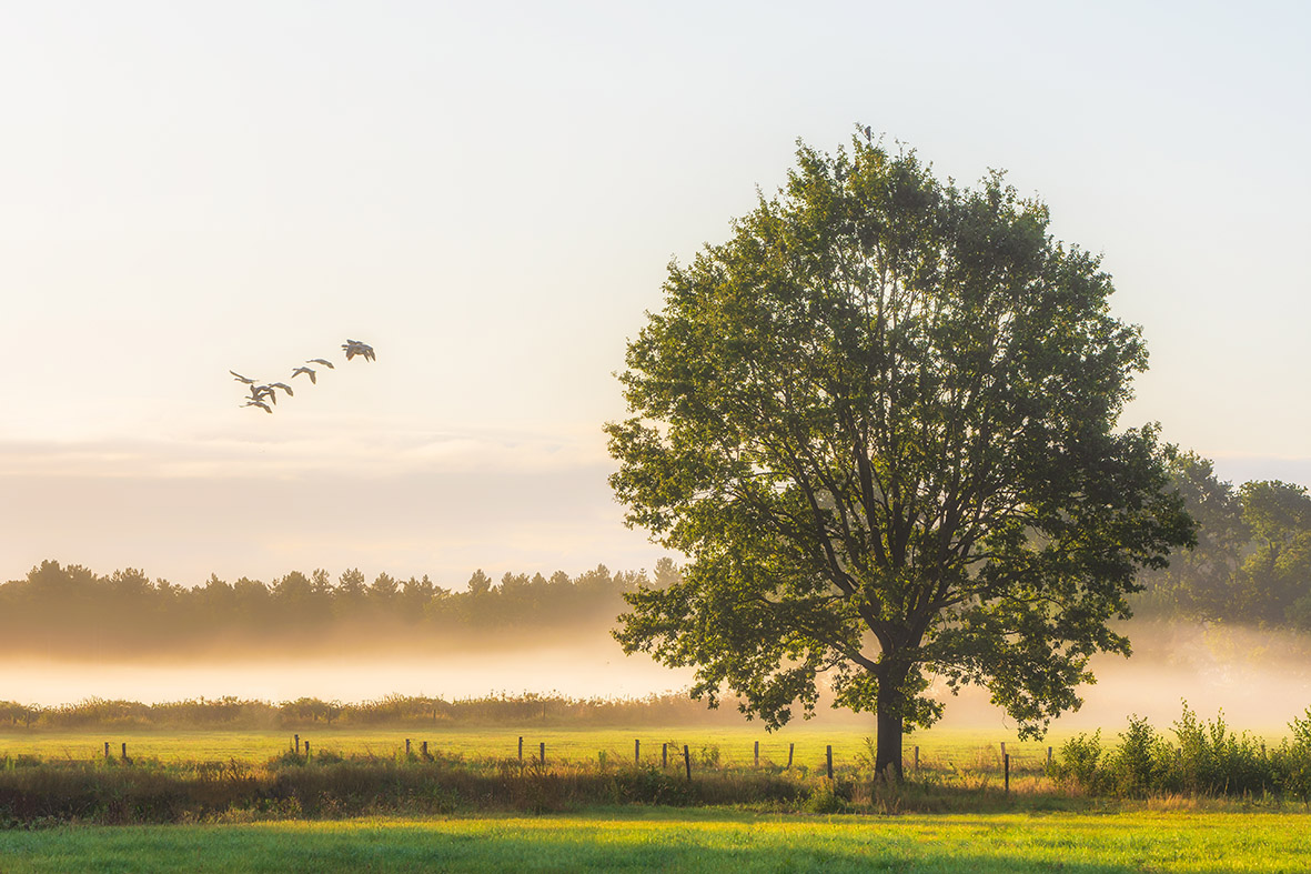 Waarom zijn bomen zo belangrijk?